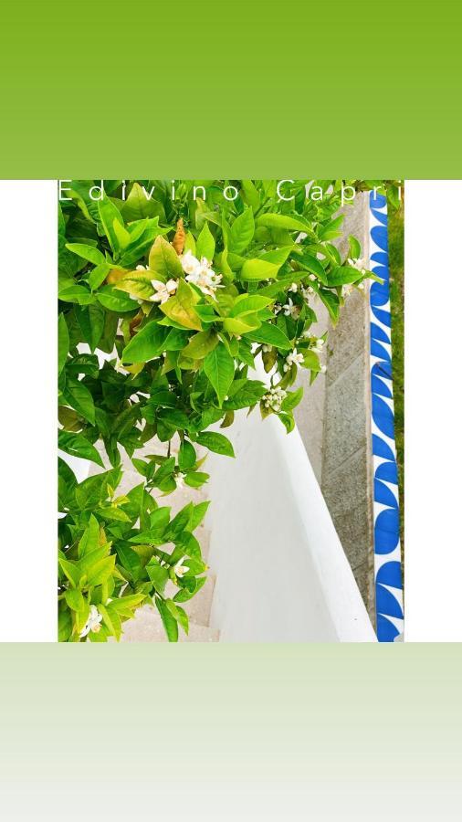 Suites Edivino Design Capri Exterior photo